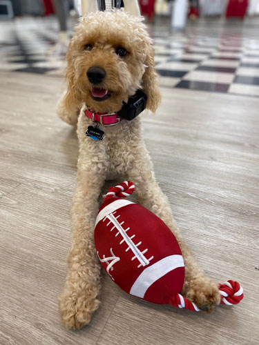 Alabama Football Rope Pet Toy