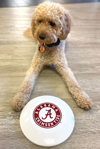 Athletic Seal Frisbee