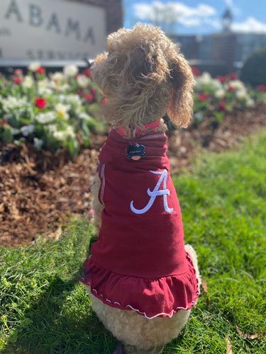 Script A Dog Cheerleader Dress 